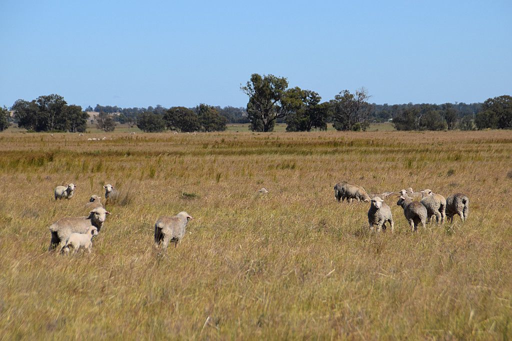 'Waverley' 282 Woodford Road, Trundle NSW 2875, Image 2