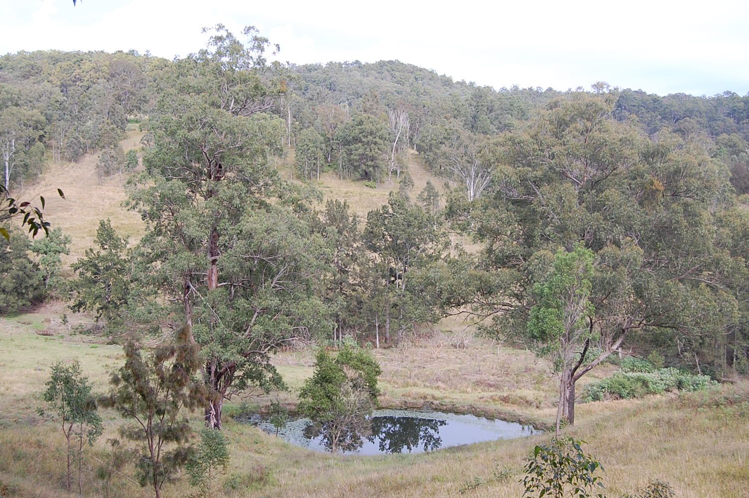 544 Duck Creek Road, Old Bonalbo NSW 2469, Image 1