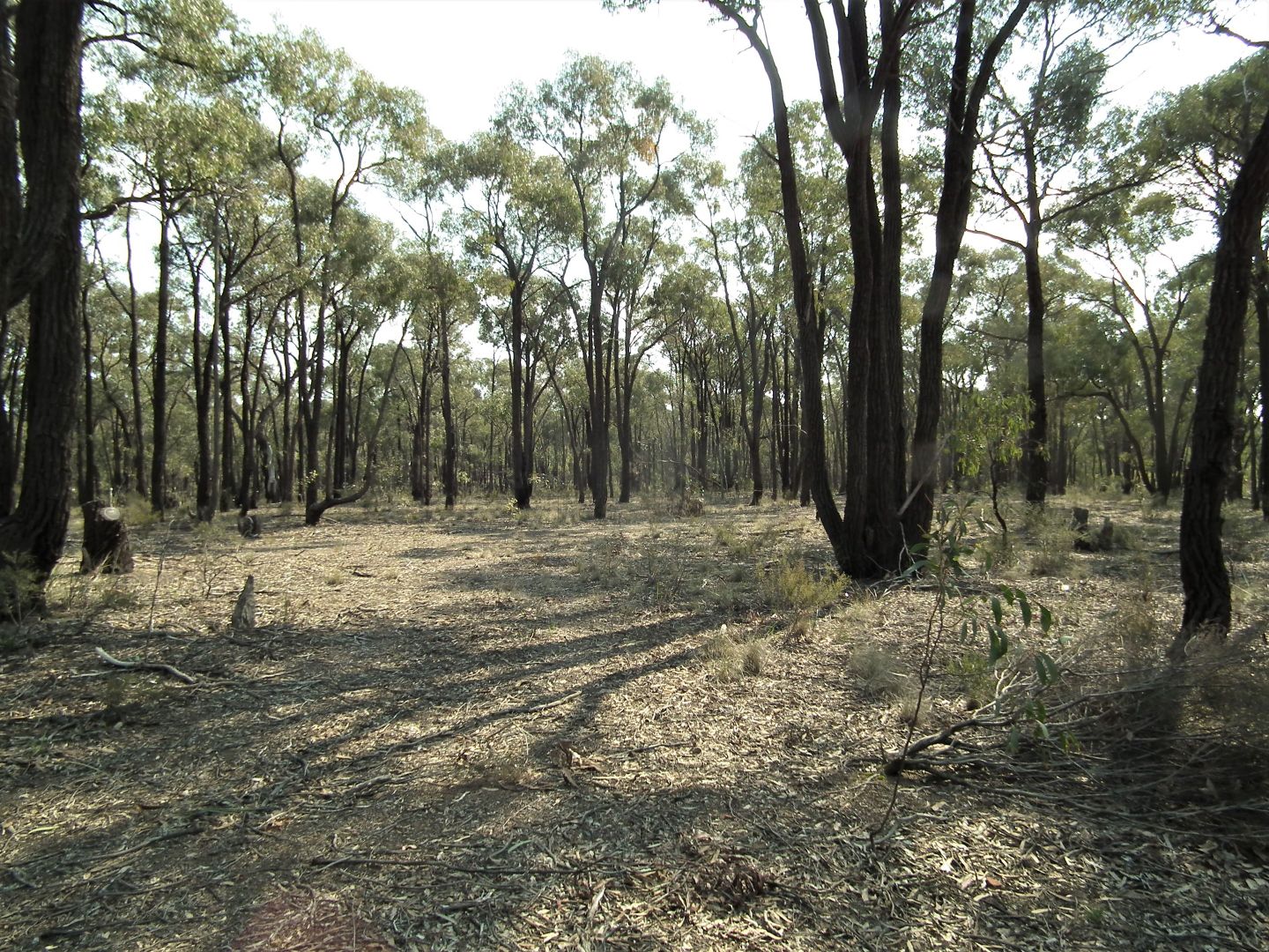 Lot 8 Gold Diggers Road, Bailieston VIC 3608, Image 1