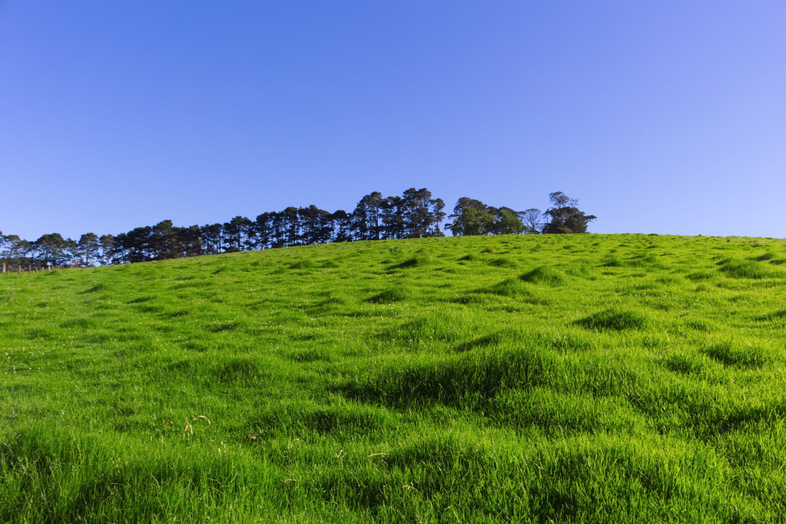 Dorrigo NSW 2453, Image 2