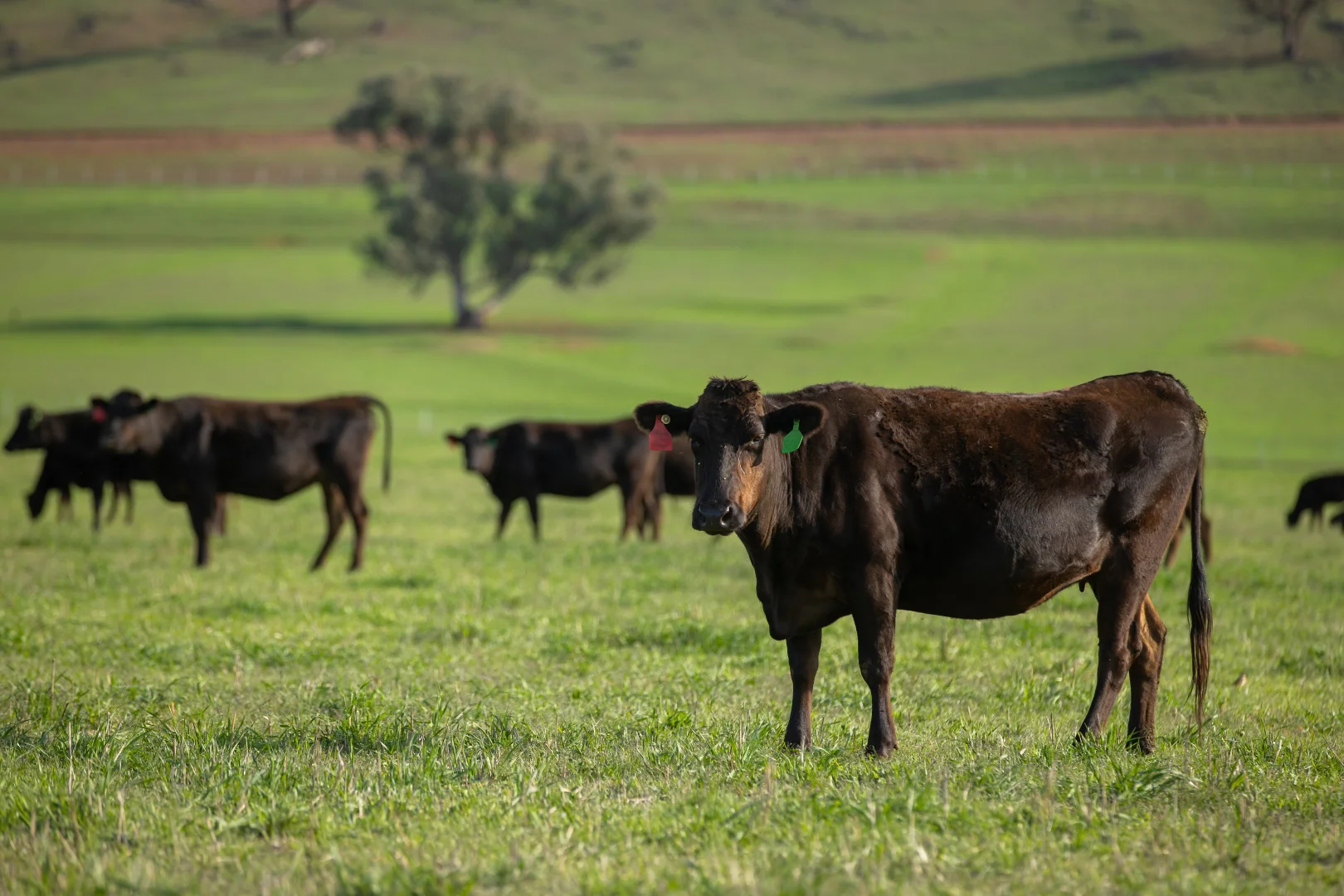 Additional image 13 of 1948 Coach Road, Morven NSW 2660