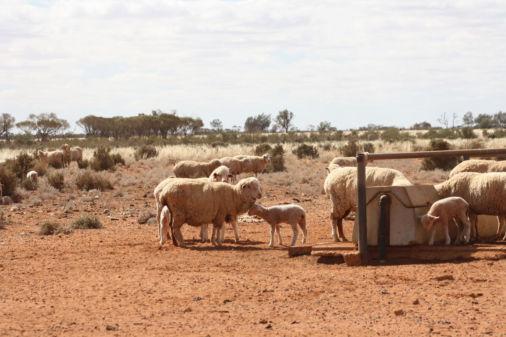 - 'Wendi Station' 807 Tandou Road, Broken Hill NSW 2880, Image 1