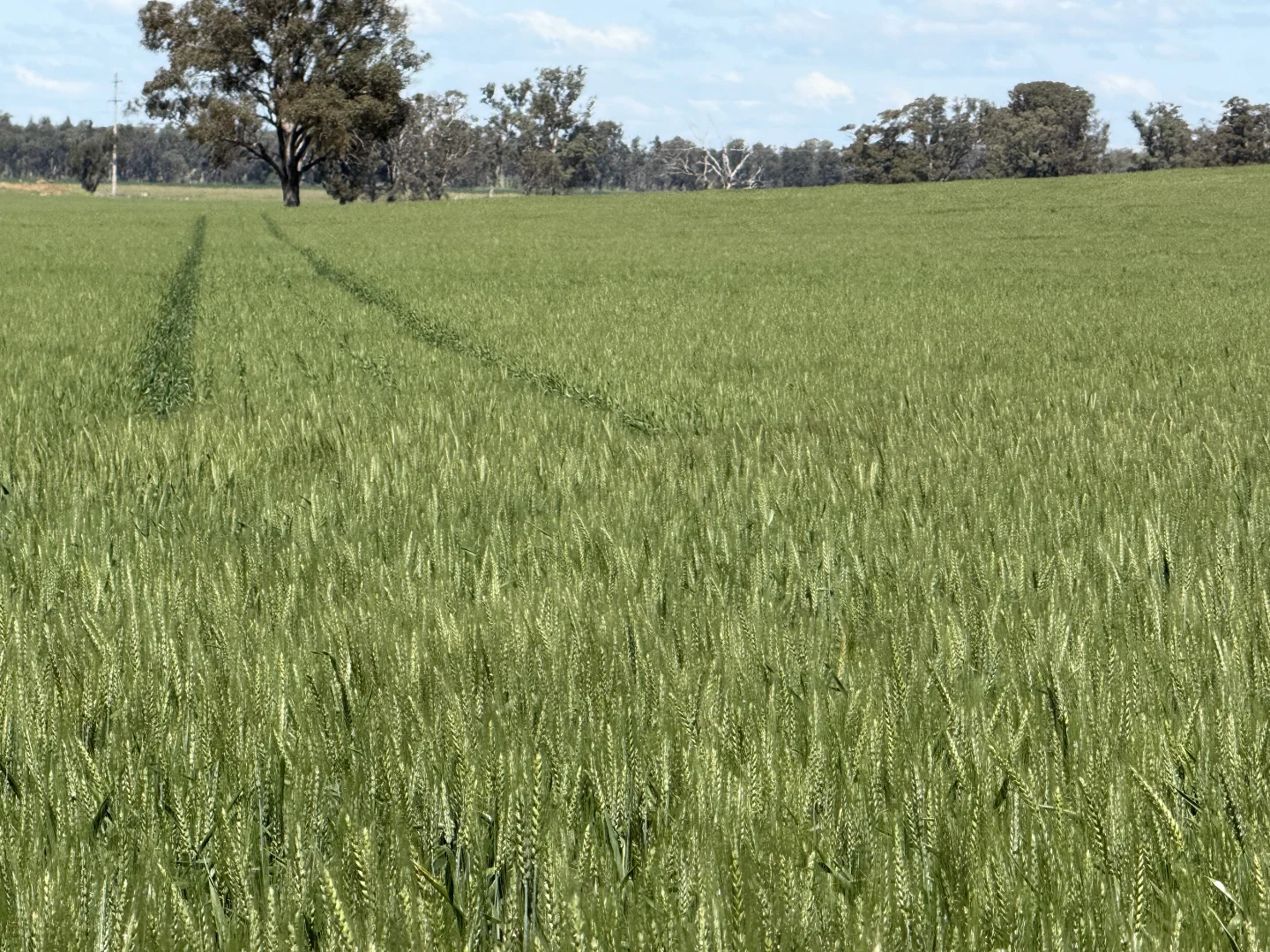 Image 14