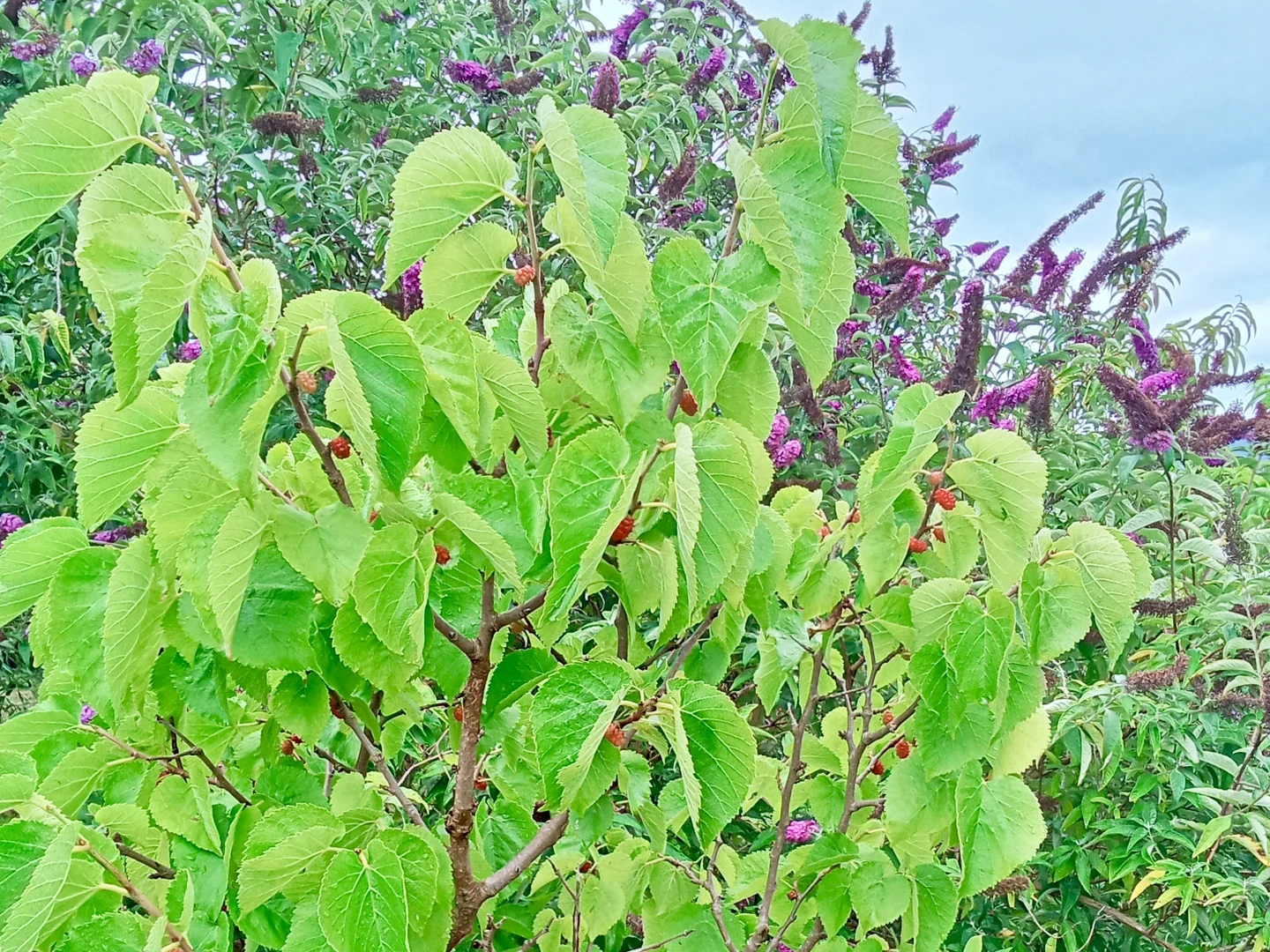 Additional image 28 of Springfield TAS 7260