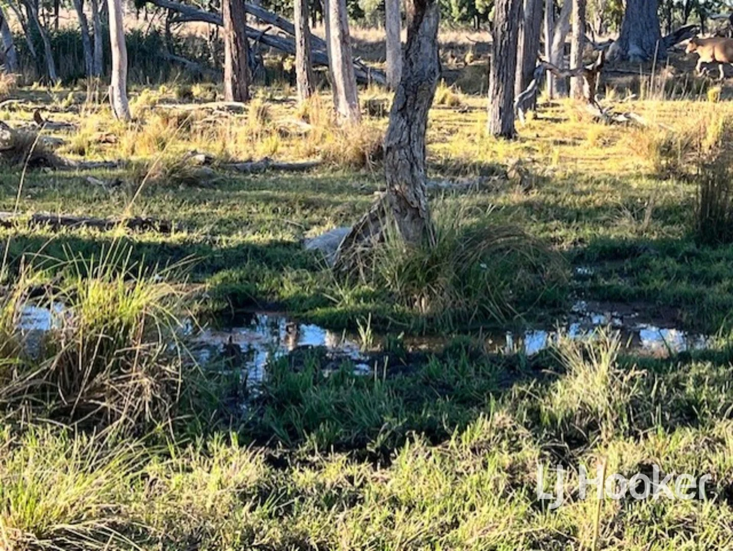 Additional image 5 of 296 Limestone Road, Inverell NSW 2360