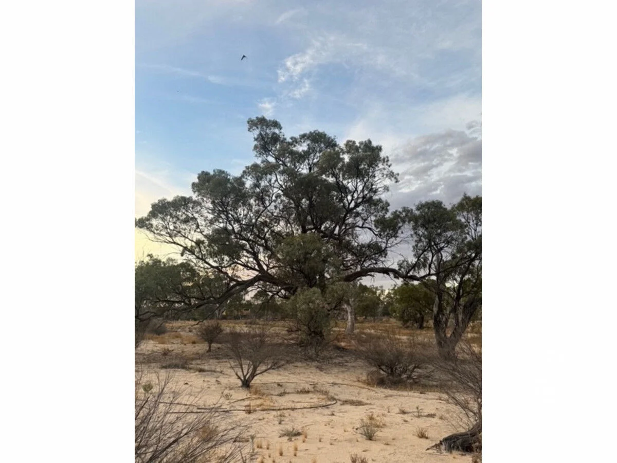 Image 19