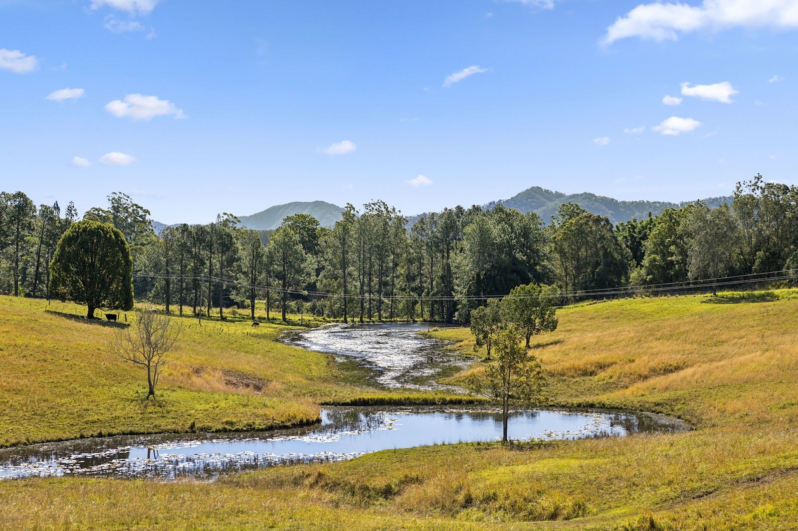 201 North Arm Road, Bowraville NSW 2449 House for Sale Domain