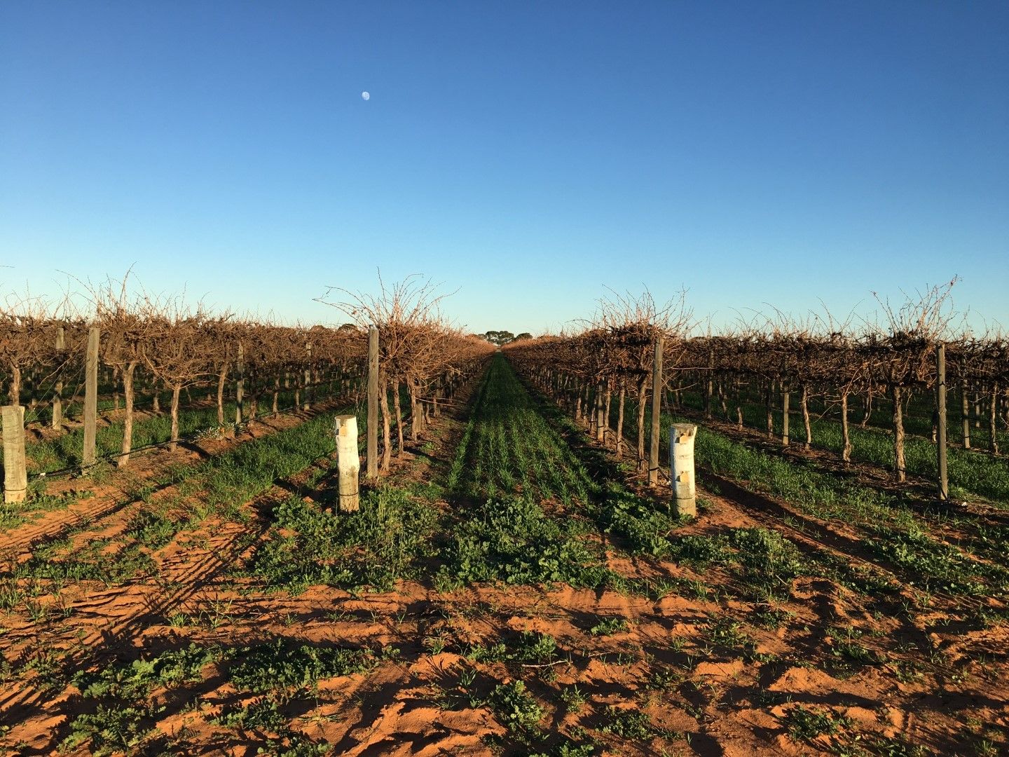 Glen Devlin Vineyard Goyder Highway, Devlins Pound SA 5330, Image 2