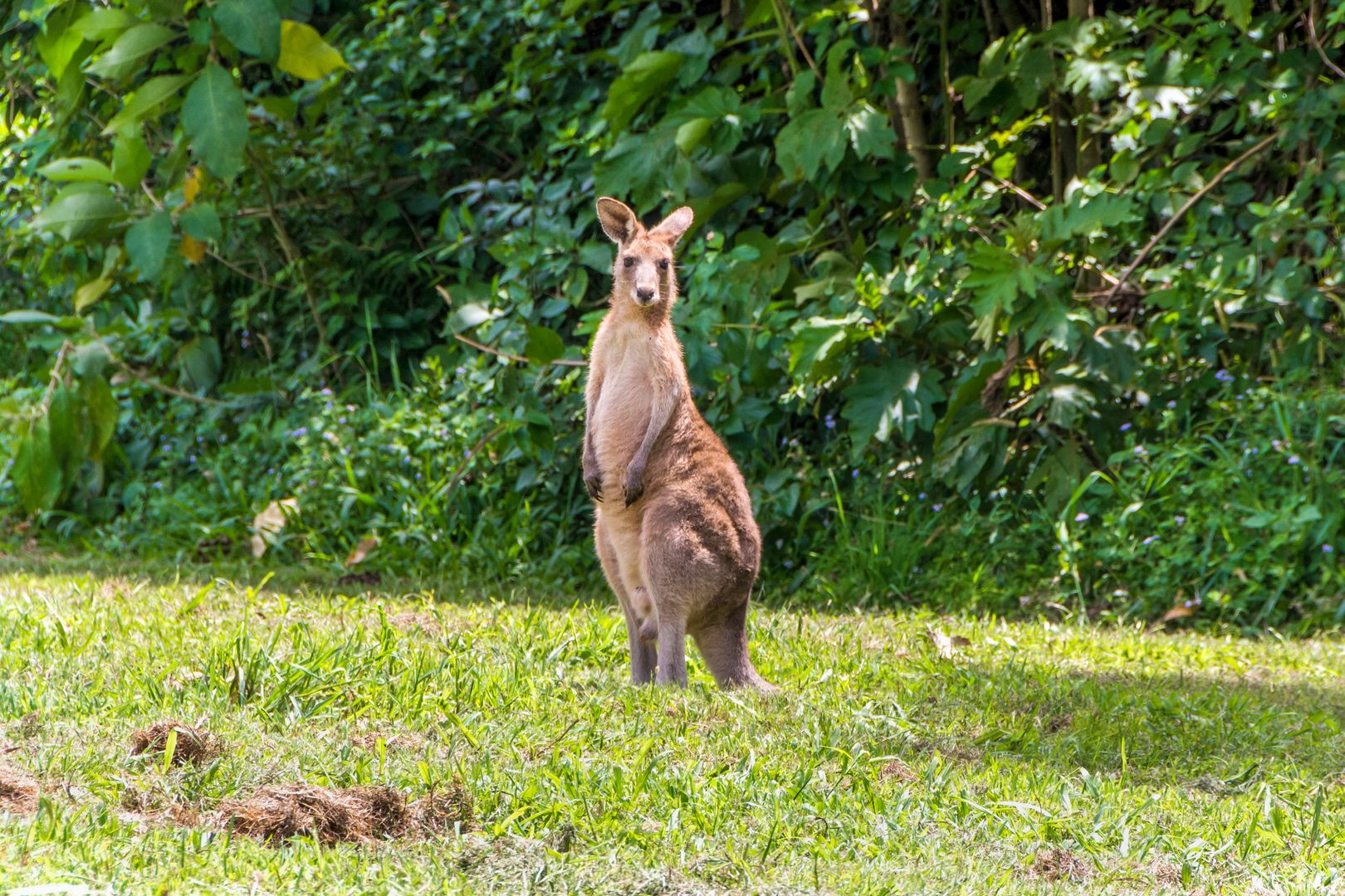 Kennedy Road, Conondale QLD 4552, Image 2