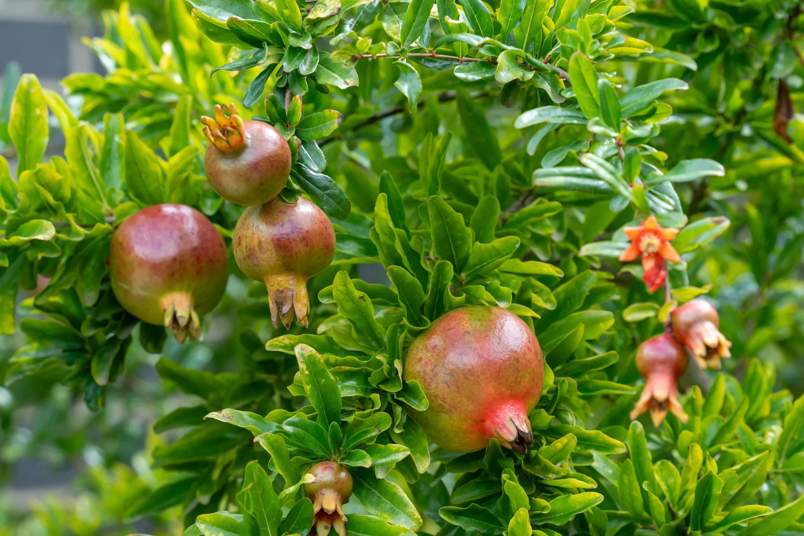 Additional image 26 of 26 Lloyd Crescent, Littlehampton SA 5250