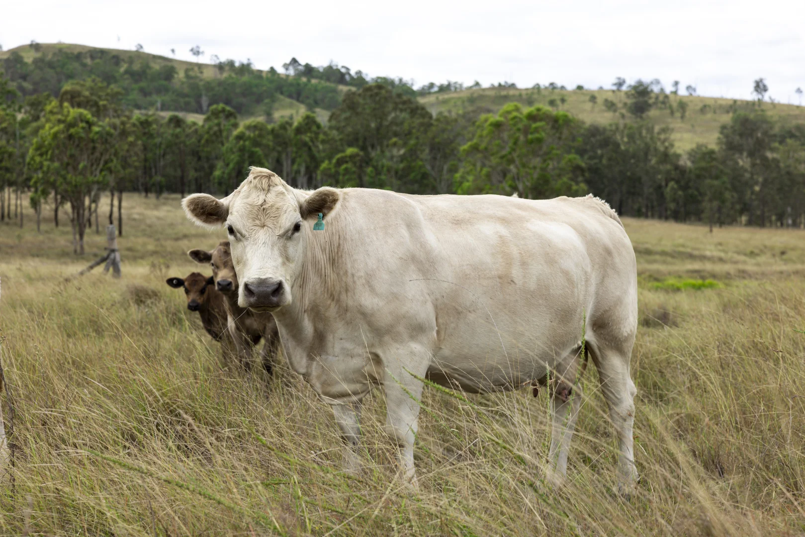Additional image 9 of 2492 New England Highway, Cooyar QLD 4402