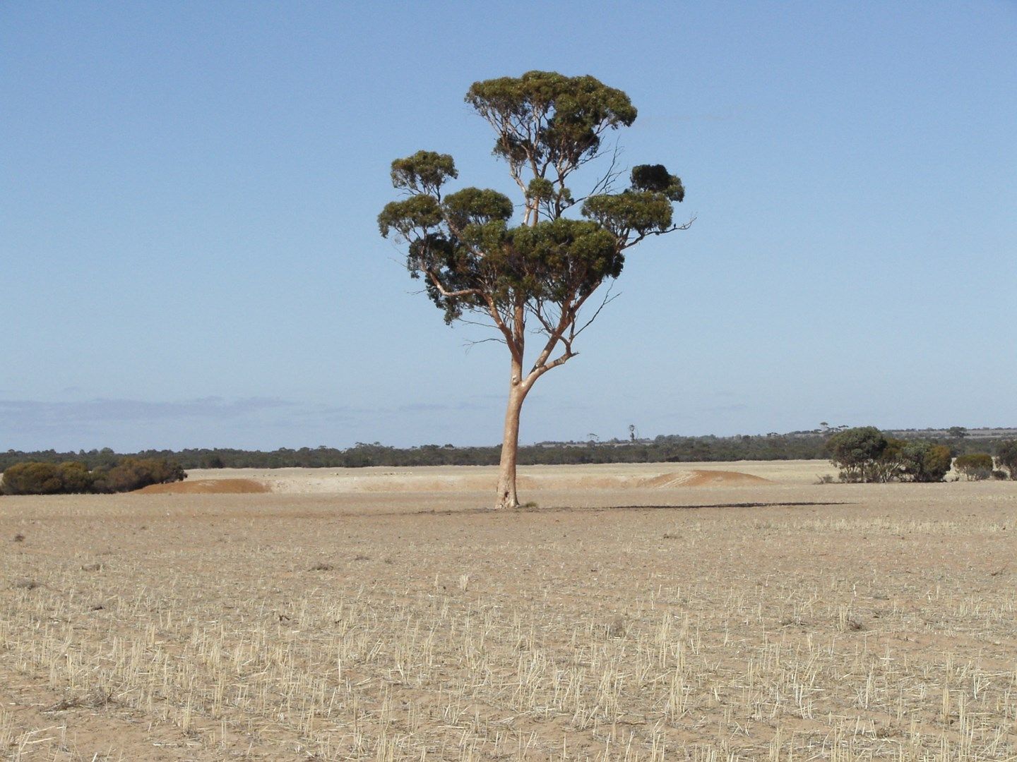 Lot 881 Emu Fence Road, South Yilgarn WA 6426, Image 1