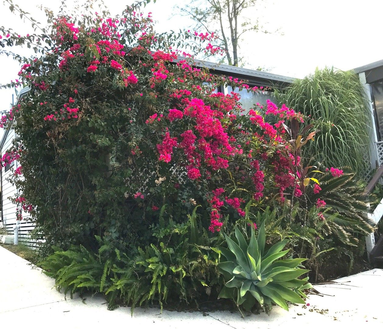 3 bedrooms House in 31 Stevens Street YANDINA QLD, 4561