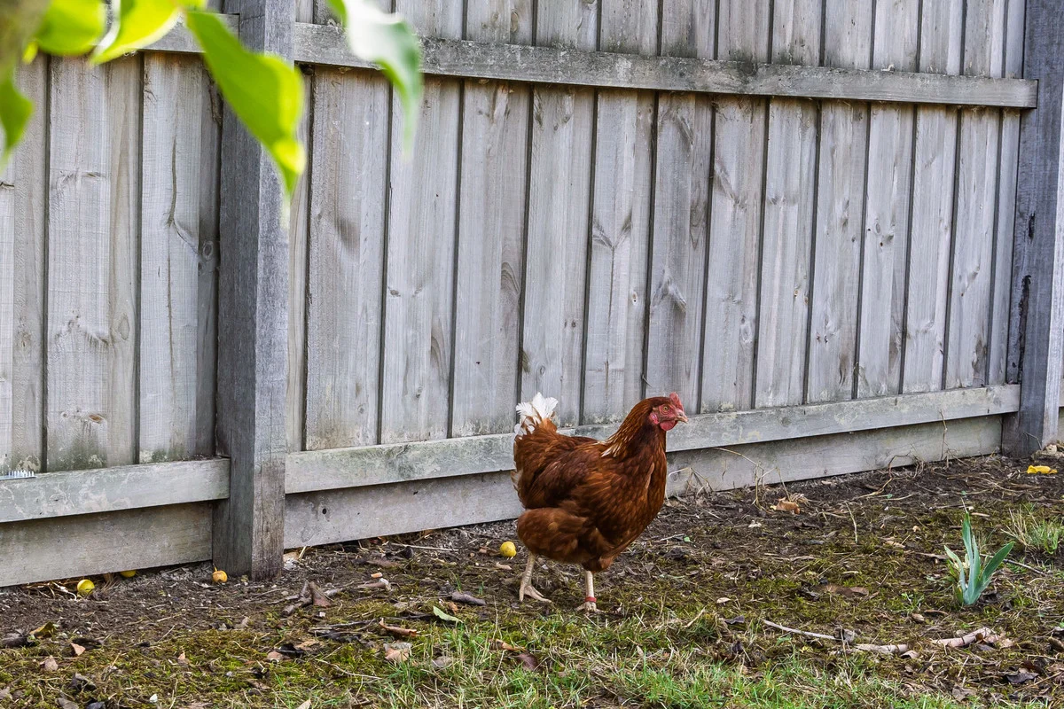 Additional image 34 of 39 Ireland Street, Smythesdale VIC 3351