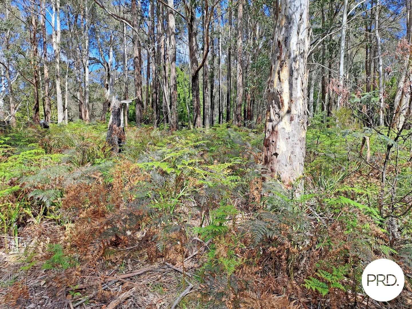 Image 13