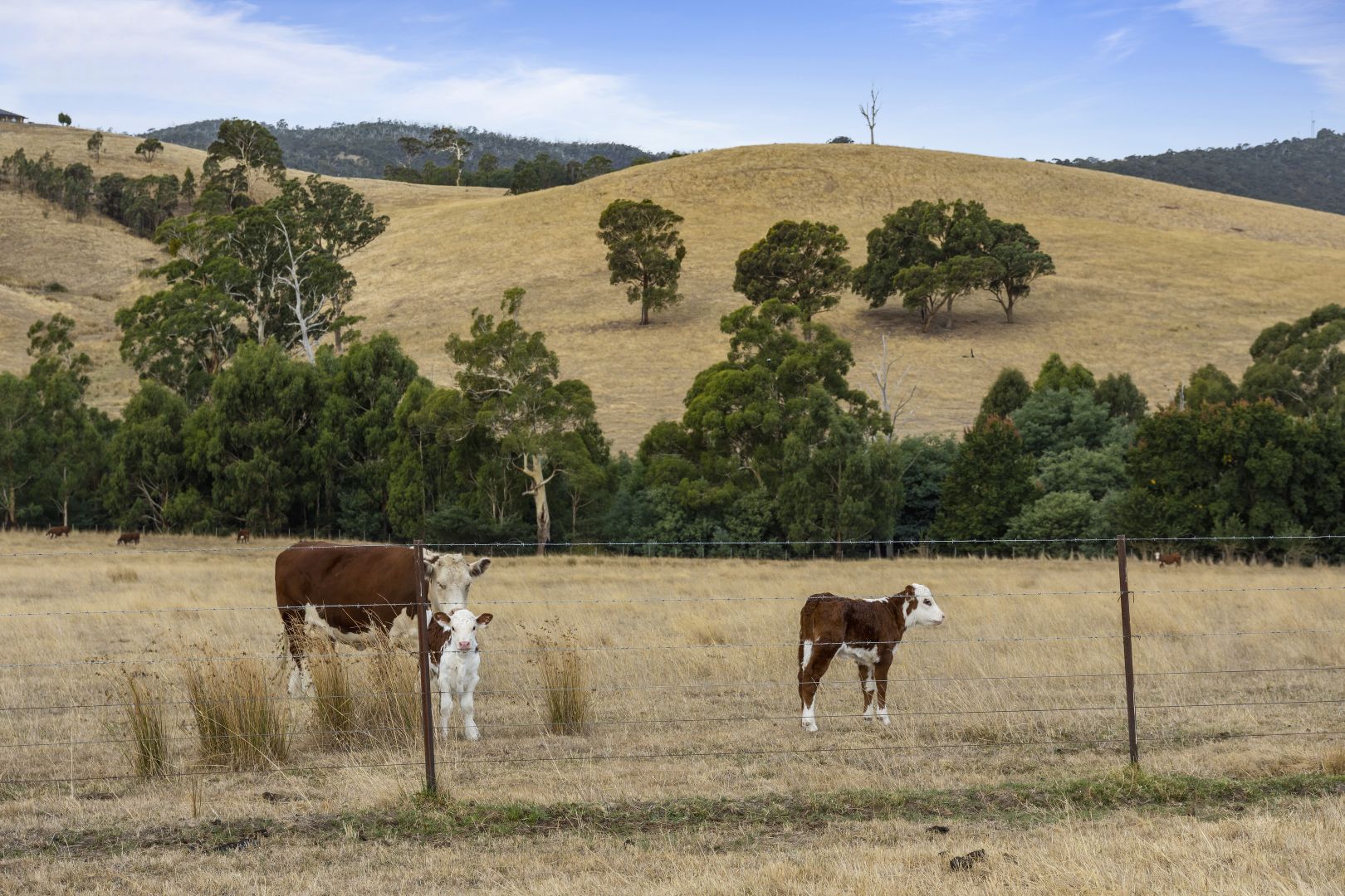 Clonbinane Road, Clonbinane VIC 3658, Image 2