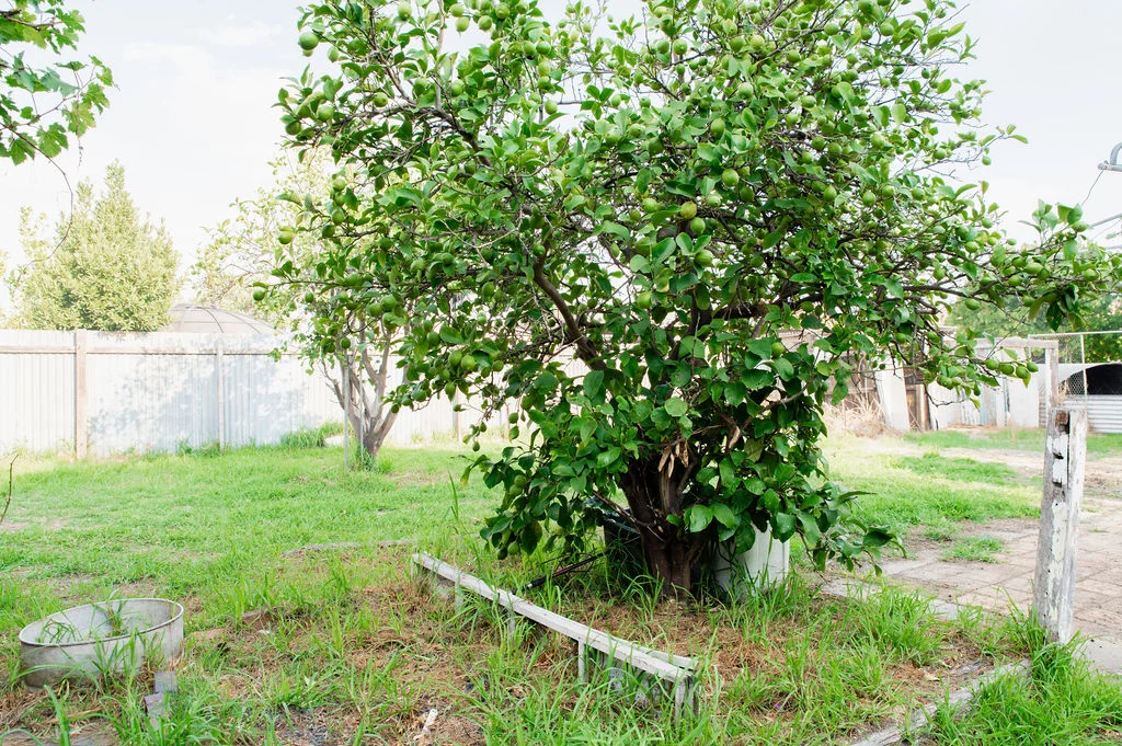 Additional image 29 of 12 Rogers Avenue, Katanning WA 6317