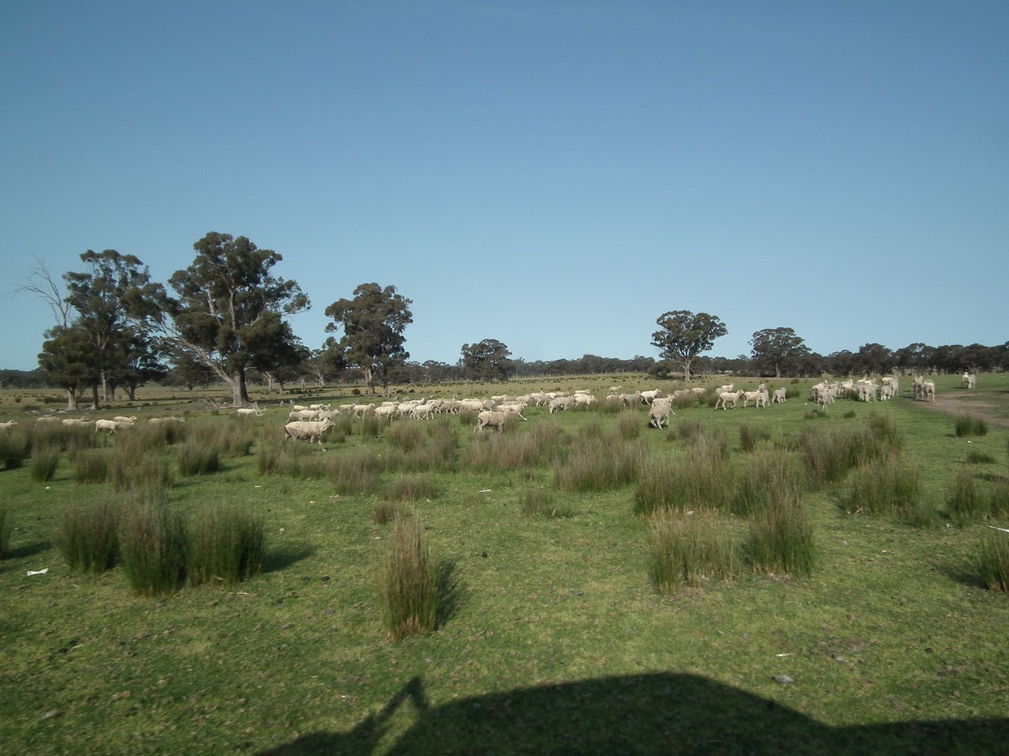 "Dwyers" Snipey Road, Kirwans Bridge VIC 3608, Image 1