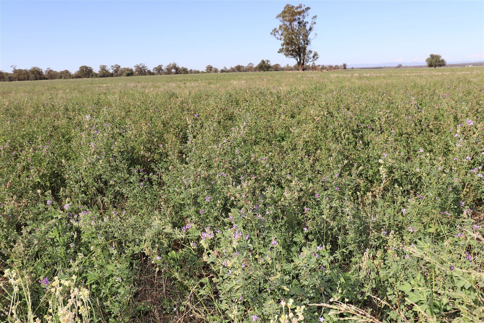 Parkes NSW 2870, Image 2