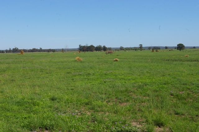 0 Texas-Yelarbon Road, Beebo QLD 4385, Image 0