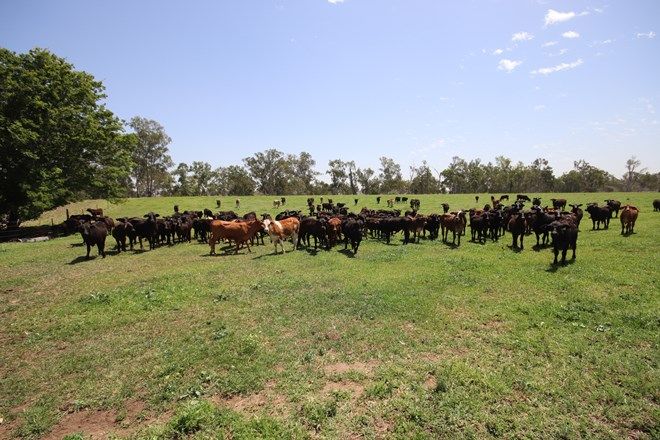 Picture of 590 Riverleigh Station Road, MUNDUBBERA QLD 4626