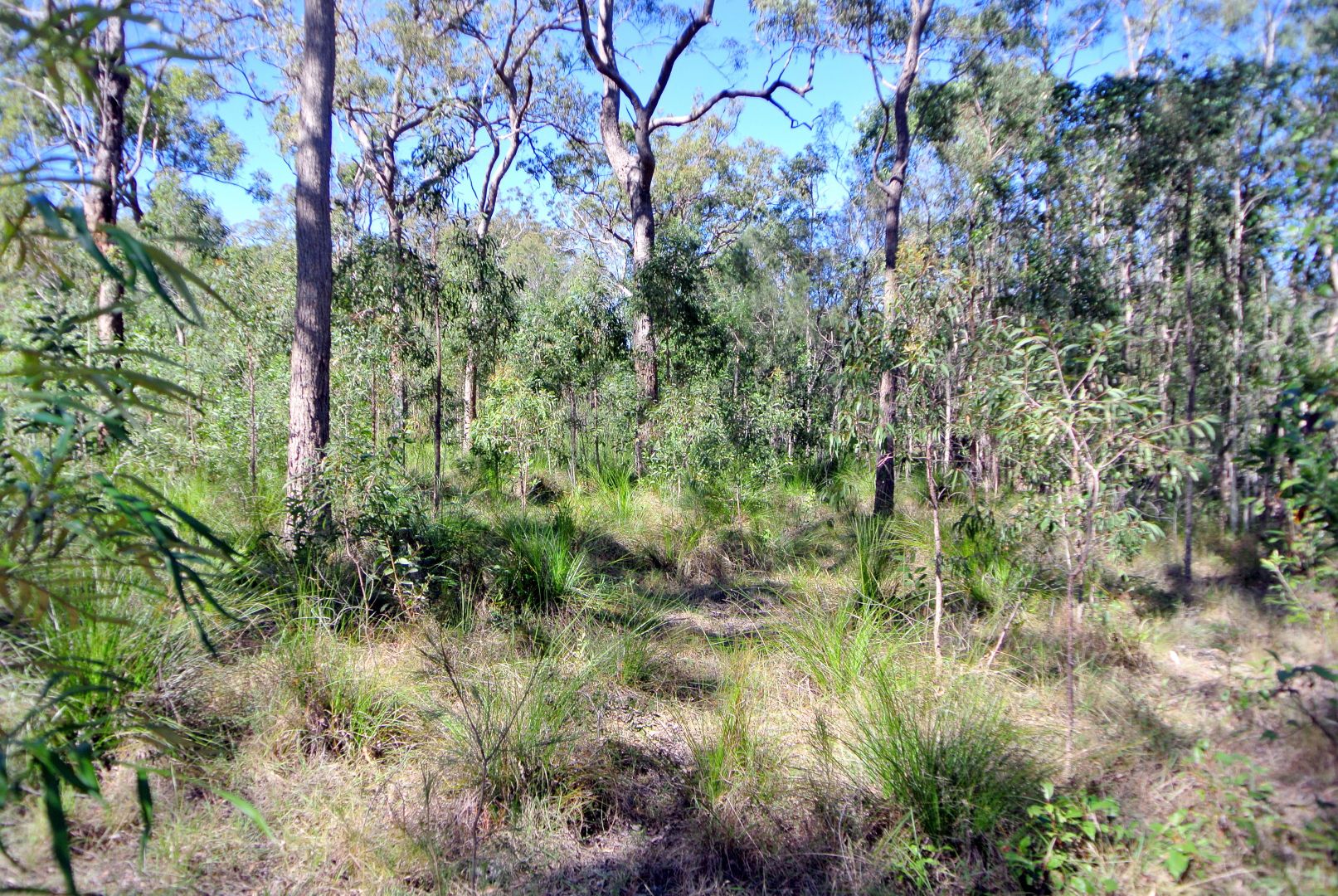 Lot 3 Dillon Road, Captain Creek QLD 4677, Image 2