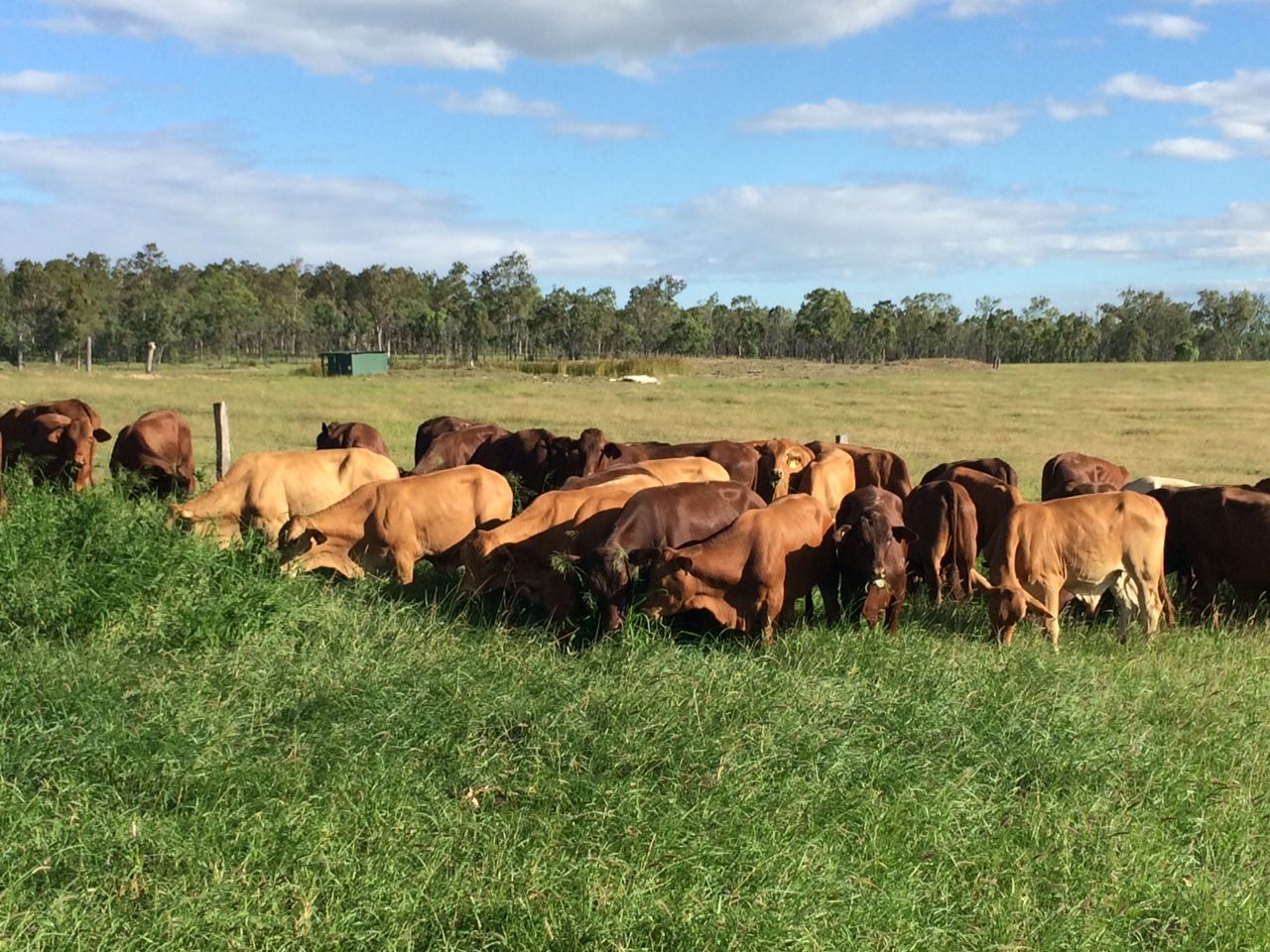 Mundubbera QLD 4626, Image 0