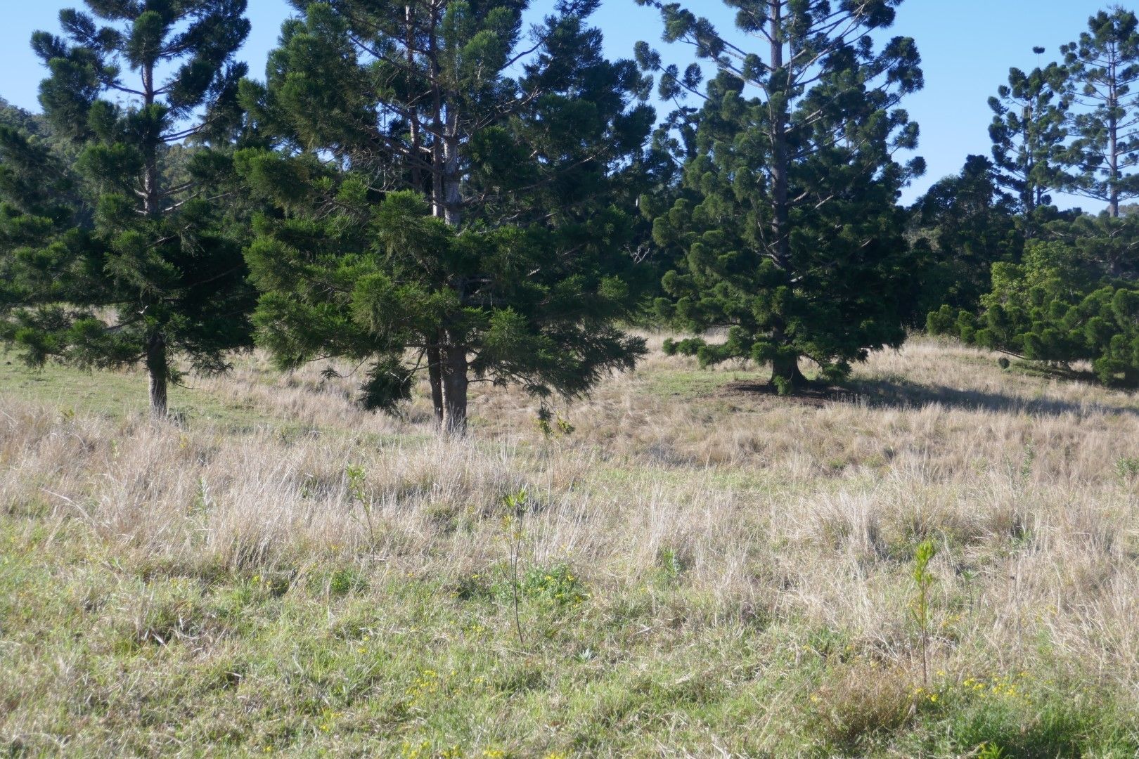 120A Chelmsford Rd, Rock Valley NSW 2480, Image 0