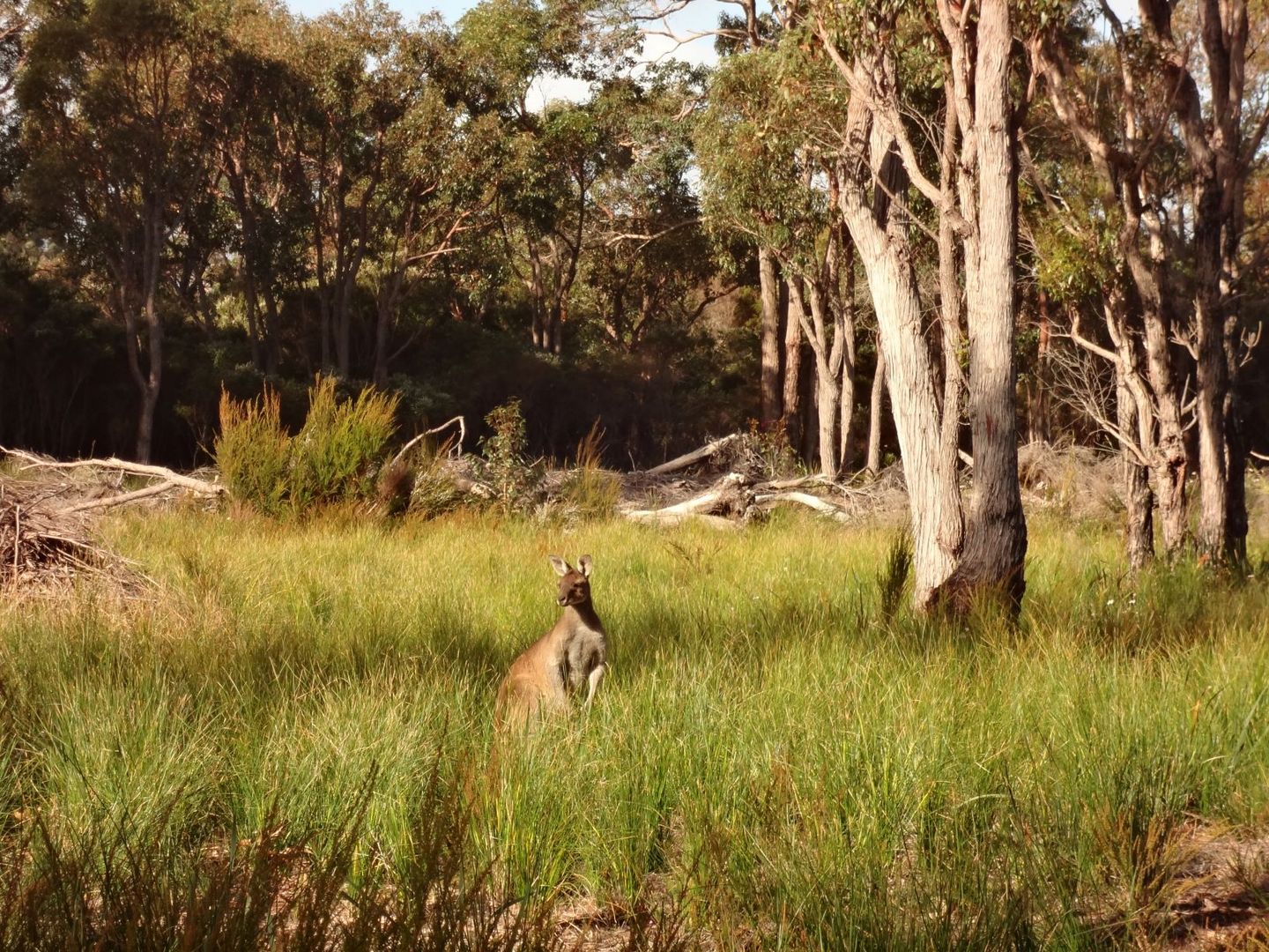 247 Jacksonii Avenue, Walpole WA 6398, Image 2