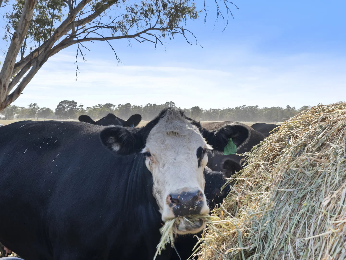 Additional image 18 of 63 McCullochs Road, Tocumwal NSW 2714