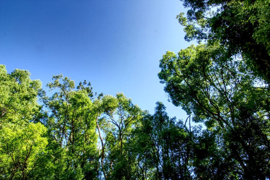 Image 15