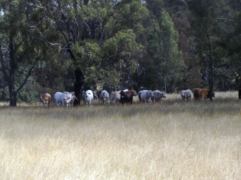 499 Scotts Lane, Nanango QLD 4615, Image 1