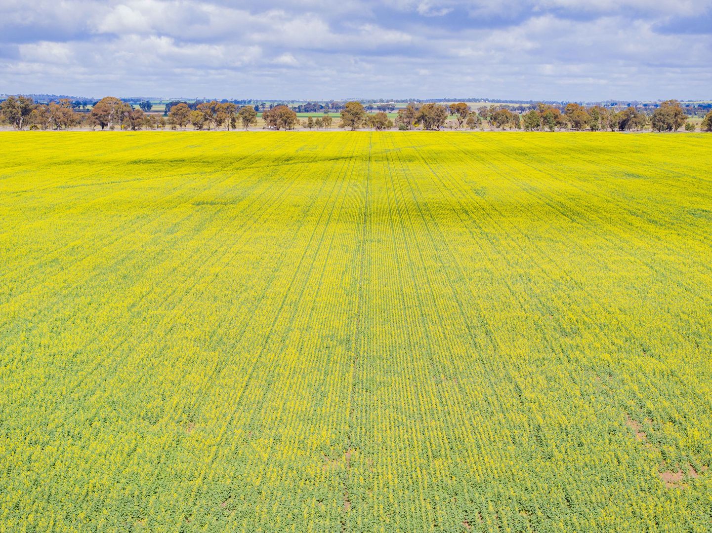 Lonsdale Lane, Coolamon NSW 2701, Image 1