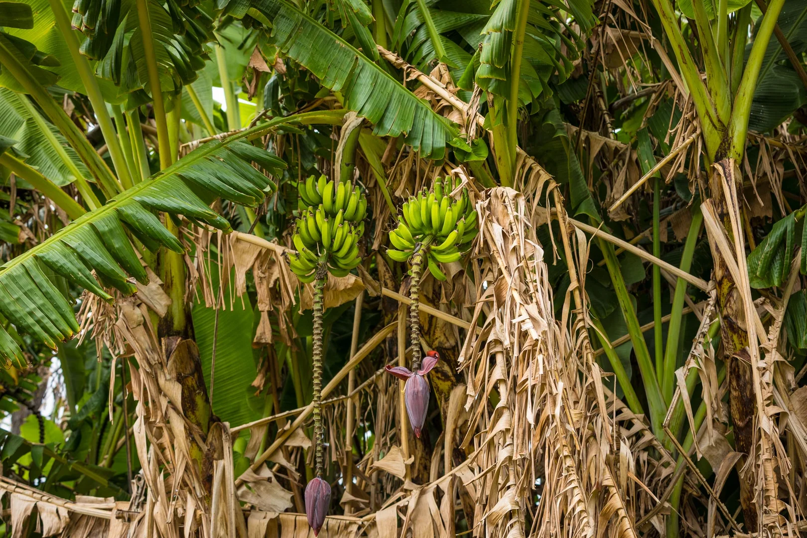 Additional image 50 of 286 Bald Hills Road, Bald Hills NSW 2549