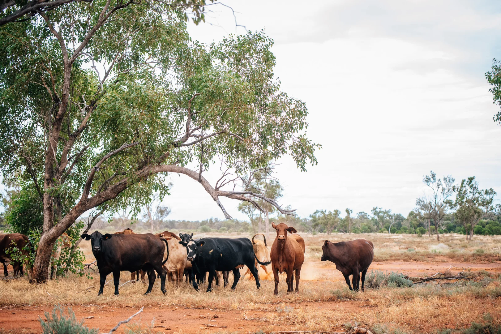 Adavale QLD 4474 photo 5