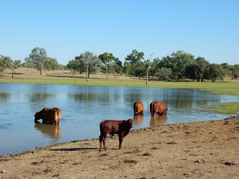 "Bardia" 2627 Baralaba-Rannes Rd, Baralaba QLD 4702, Image 2