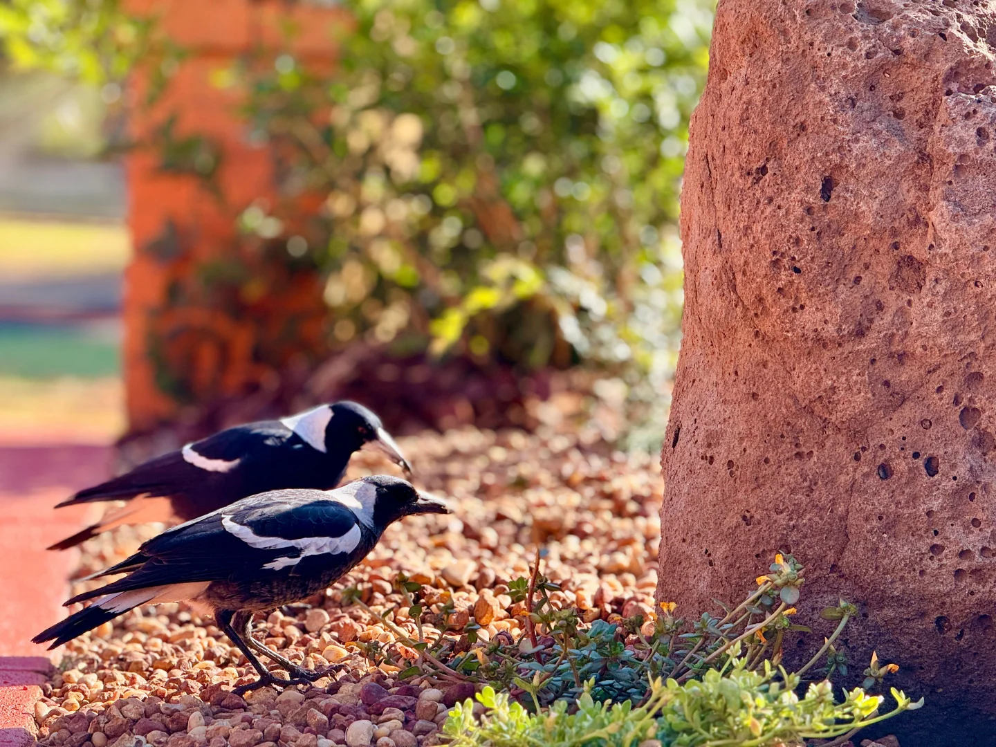 Additional image 11 of 14 Underwood Crescent, Harristown QLD 4350