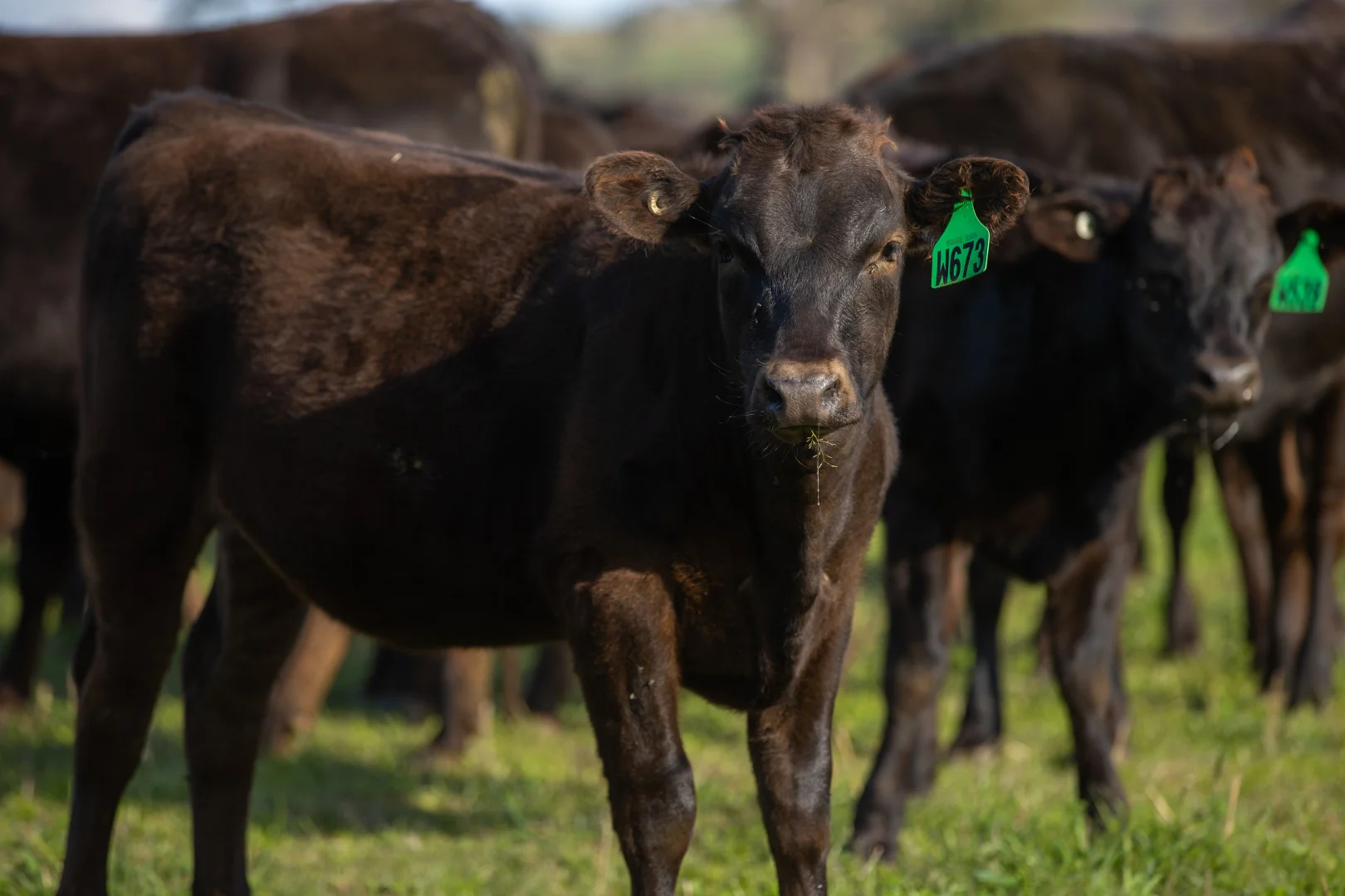 Additional image 4 of 1948 Coach Road, Morven NSW 2660