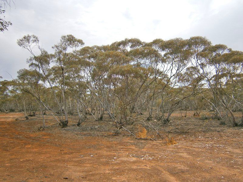 Allotments 2 & 3 Bruns Terrace, Waikerie SA 5330, Image 2