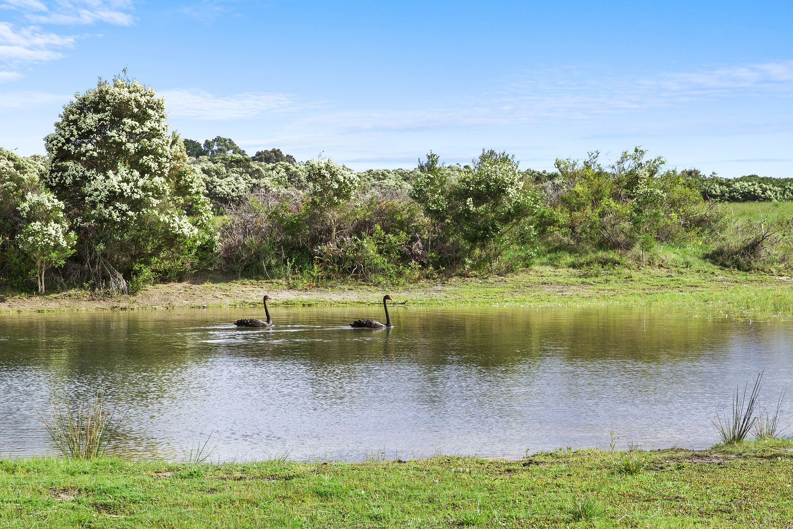 1036 Coast Road, French Island VIC 3921, Image 2