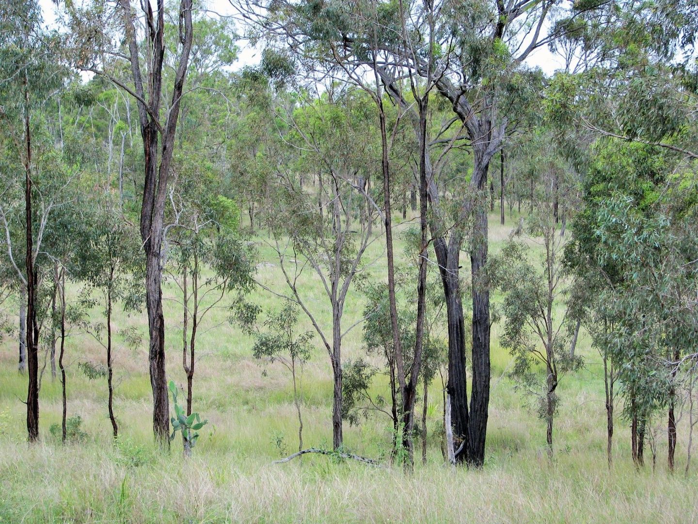 . Shellytop Road, Durong QLD 4610, Image 2