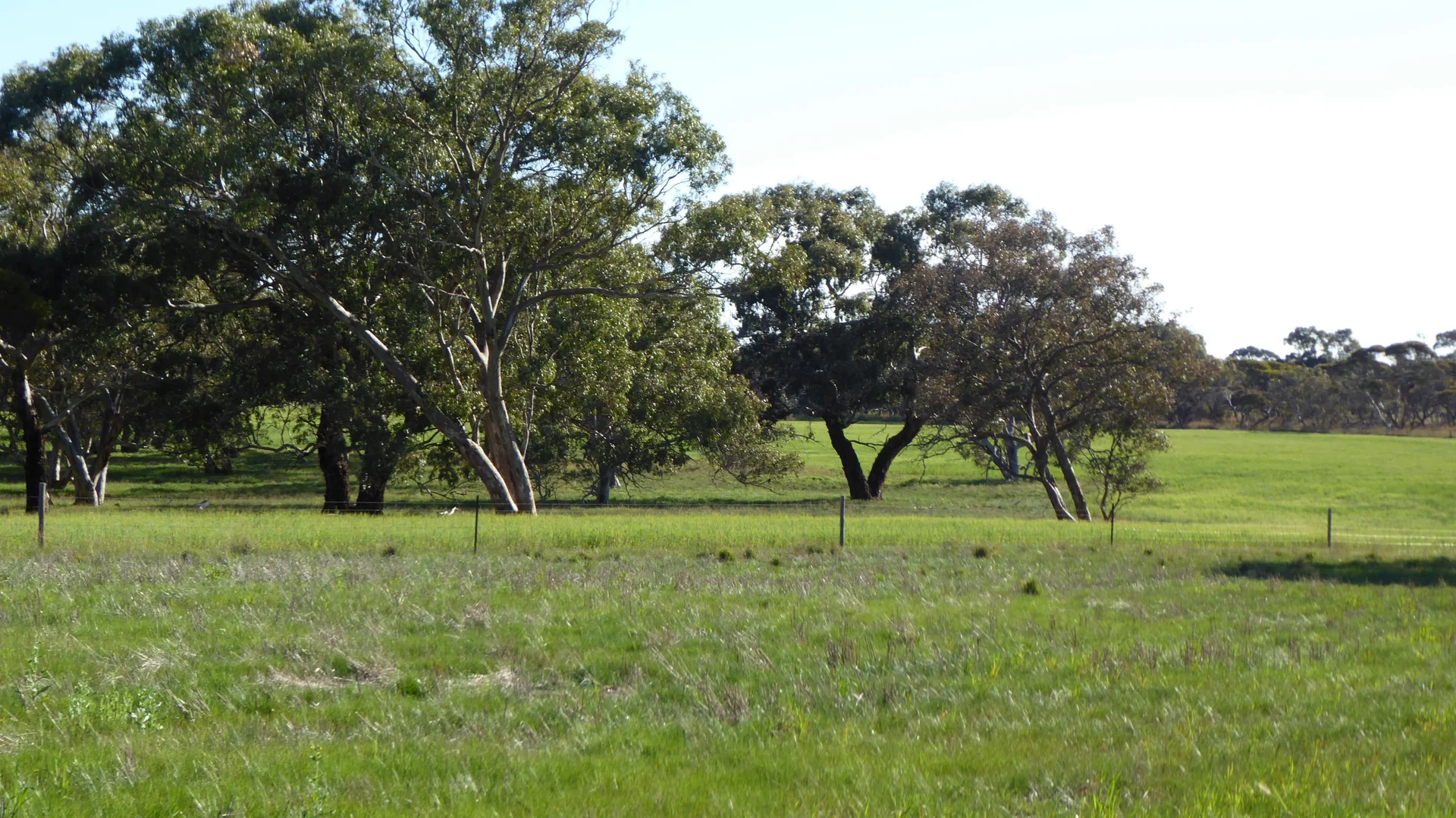 Image 15