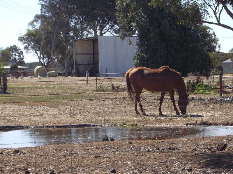 34 Punjum Road, Mundulla SA 5270, Image 1