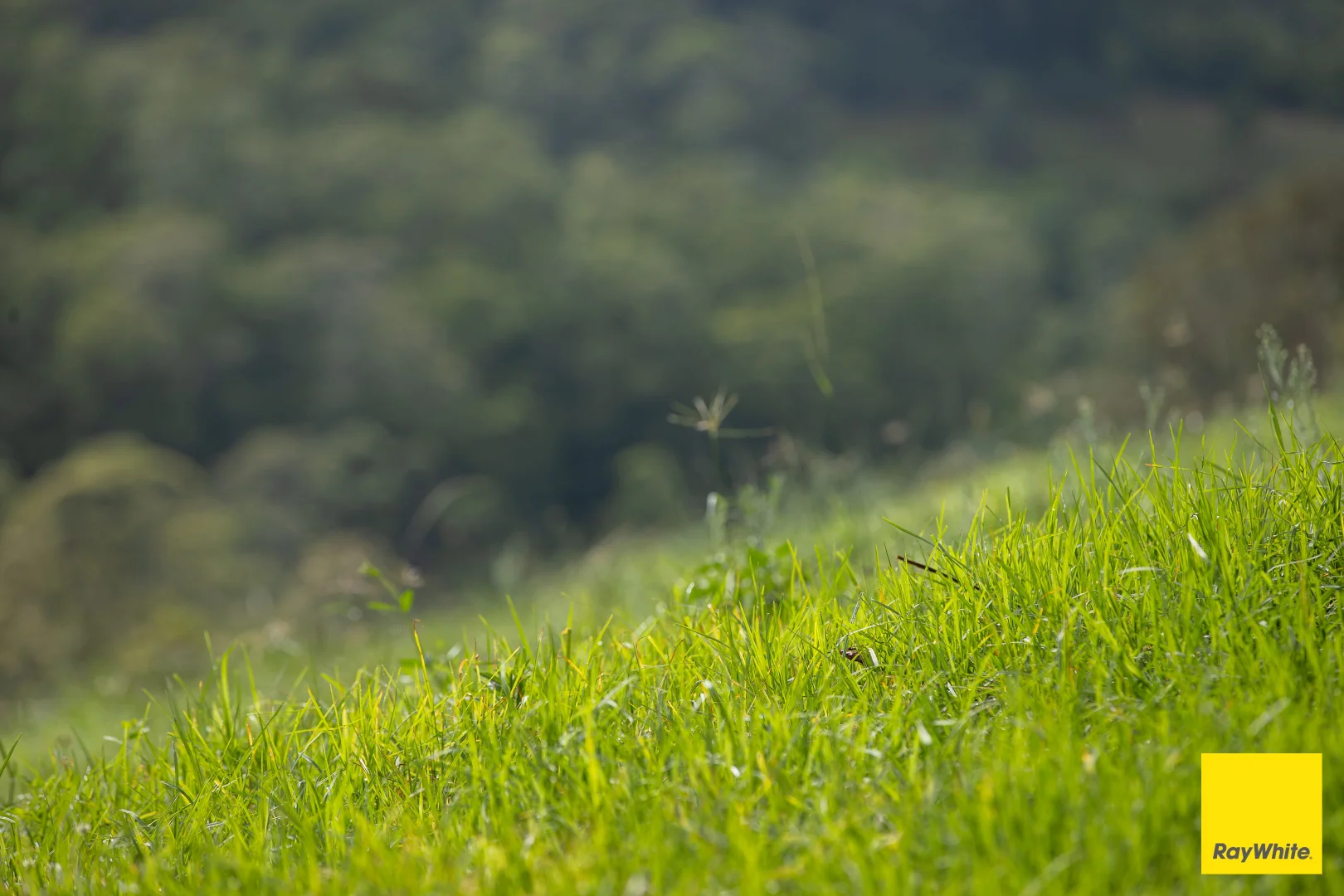 Image 17