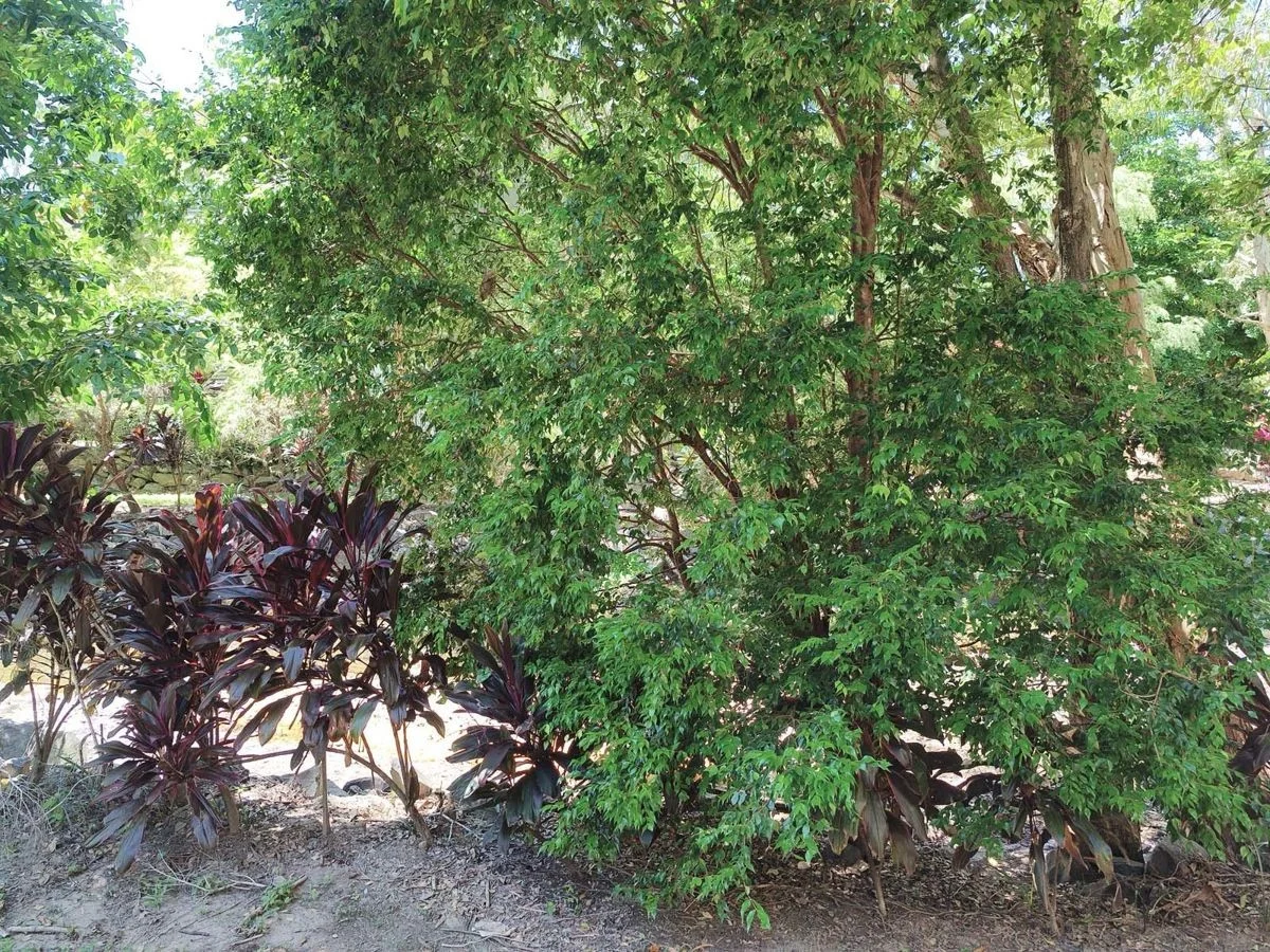 Additional image 13 of Unit 1401 40 Clifton Road, Clifton Beach QLD 4879