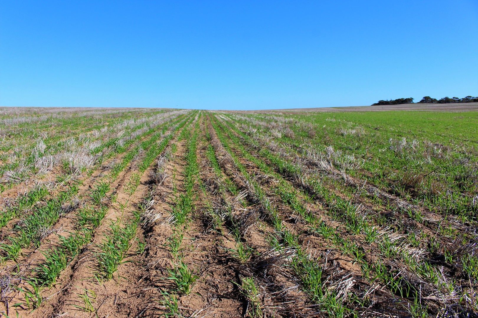 Allotment 37 No. 6 Bore Road North, Murrayville VIC 3512, Image 0