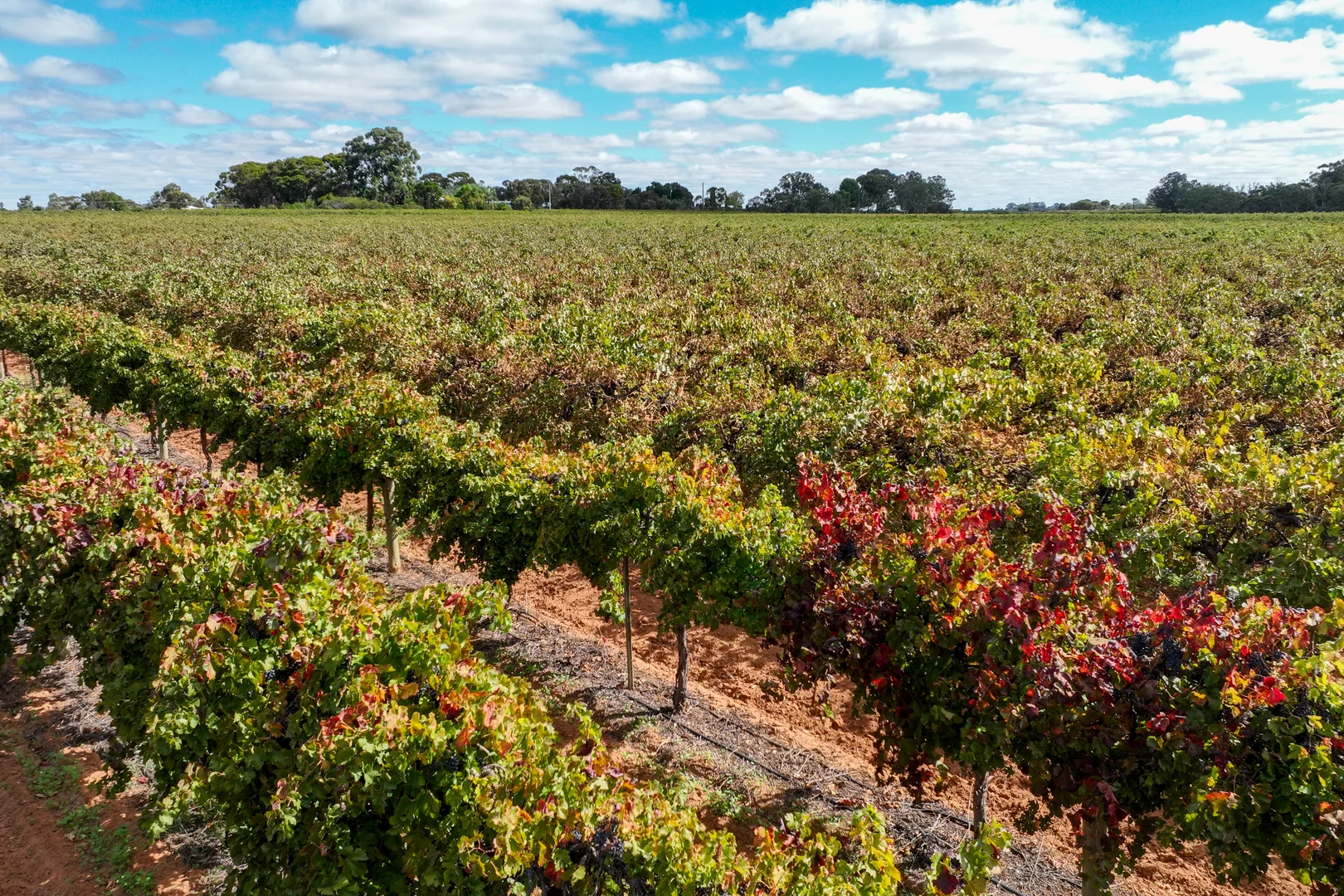 Additional image 34 of 129 Evans Road, Barmera SA 5345