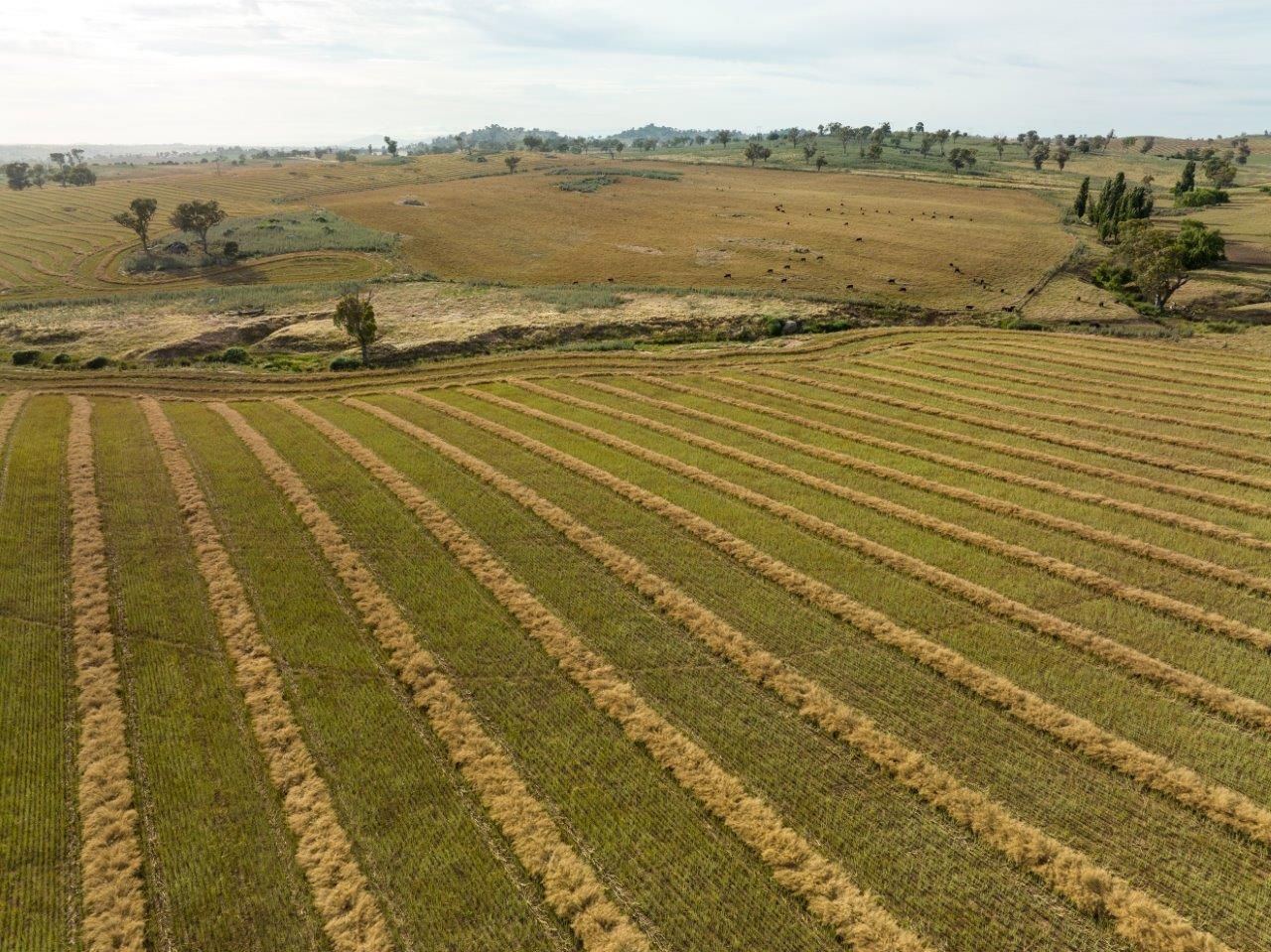 'Nimby West' 282 Nimby Road, Harden NSW 2587, Image 2