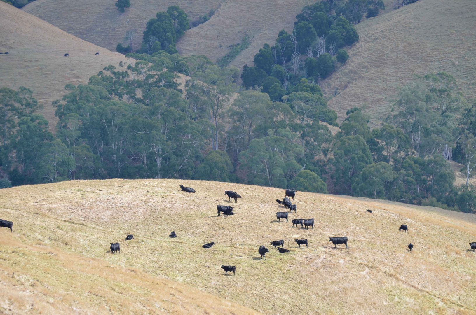 Foster-Mirboo Road, Dollar VIC 3871, Image 1