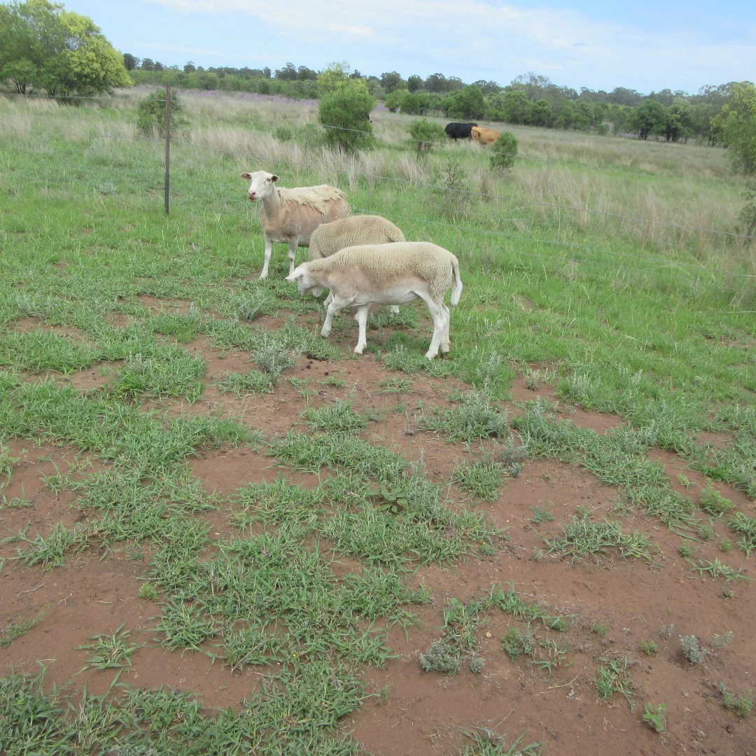 Additional image 17 of Tara QLD 4421
